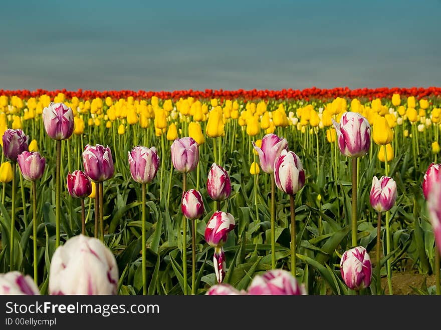Tulips to infintiy in Skagit Valley, WA. Tulips to infintiy in Skagit Valley, WA