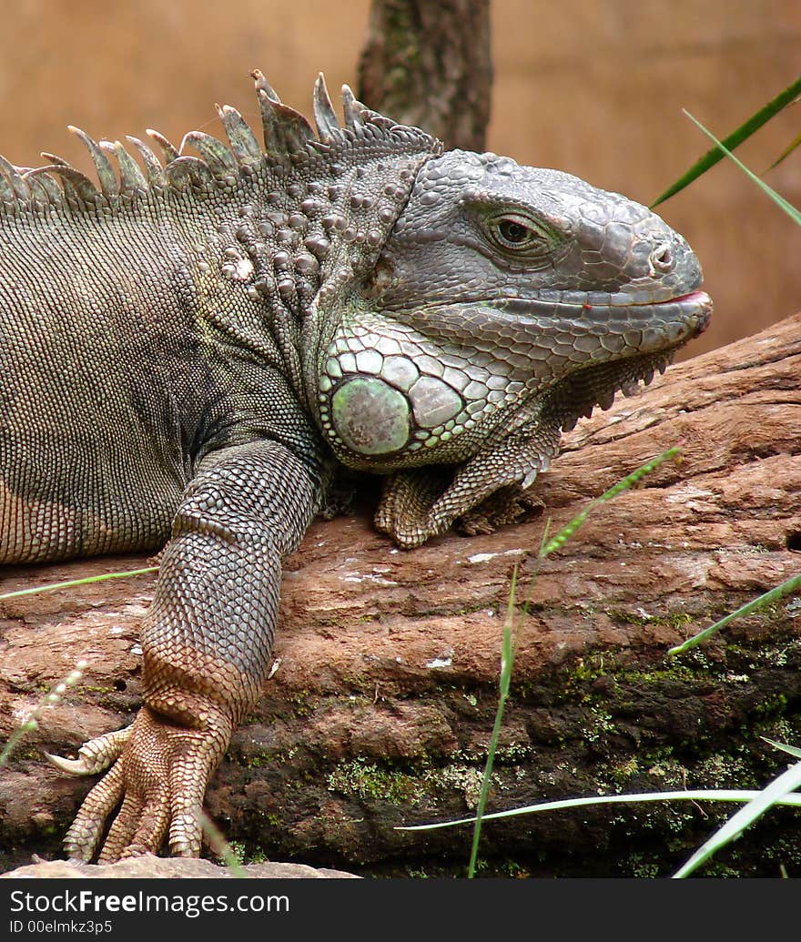 Iguana