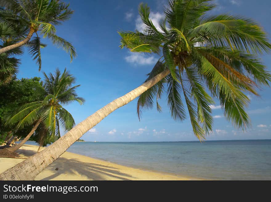 View of  a few  palms on the tropic bay  early in the morning. View of  a few  palms on the tropic bay  early in the morning