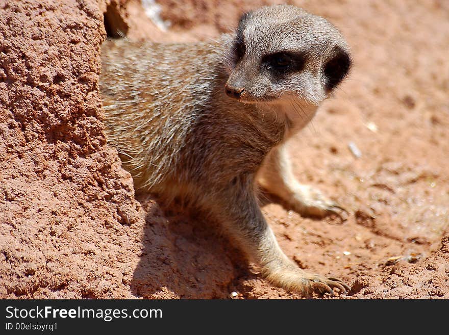 A meerkat pictured going out of it's tunnel. A meerkat pictured going out of it's tunnel.