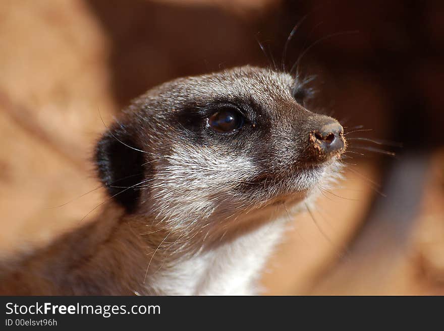 The meerkat from close.