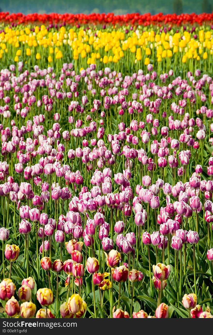 Sun drenched mixed tulip field in Skagit Valley, Wa. Sun drenched mixed tulip field in Skagit Valley, Wa