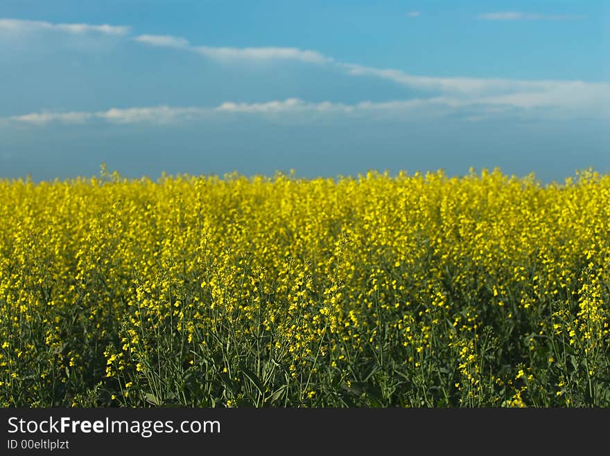 Canola