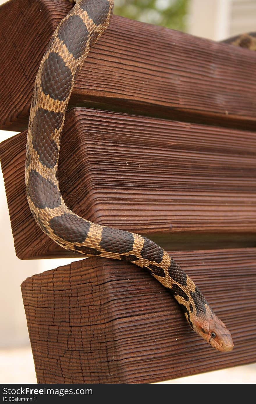 Eastern fox snake slithering down wooden bench. Eastern fox snake slithering down wooden bench.