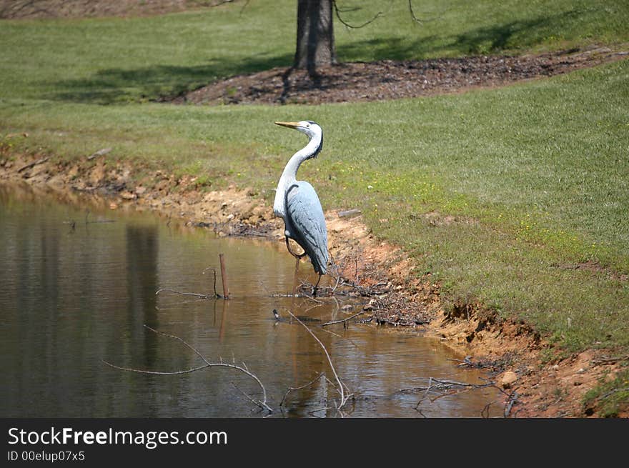 Bird on the water