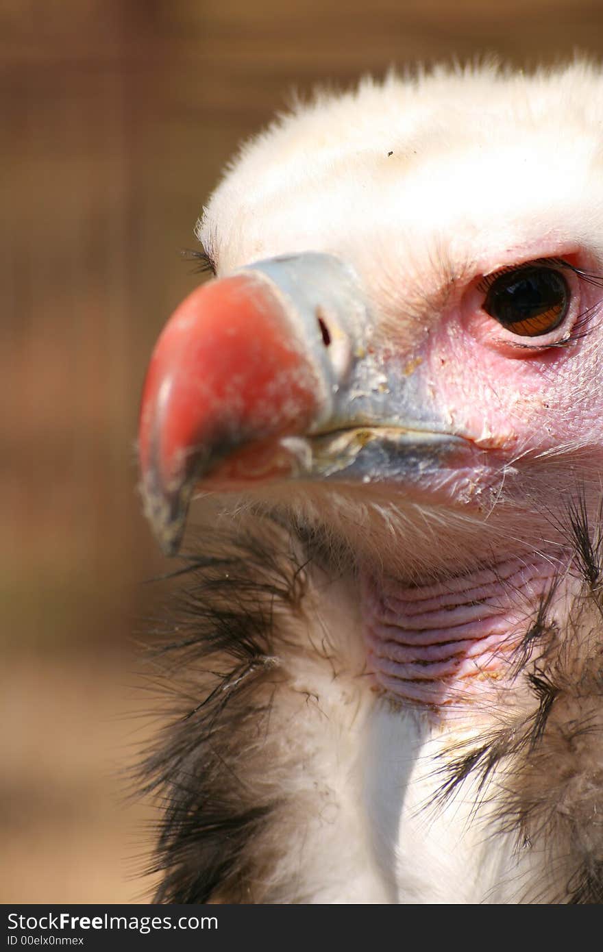 White Headed Vulture with head turned