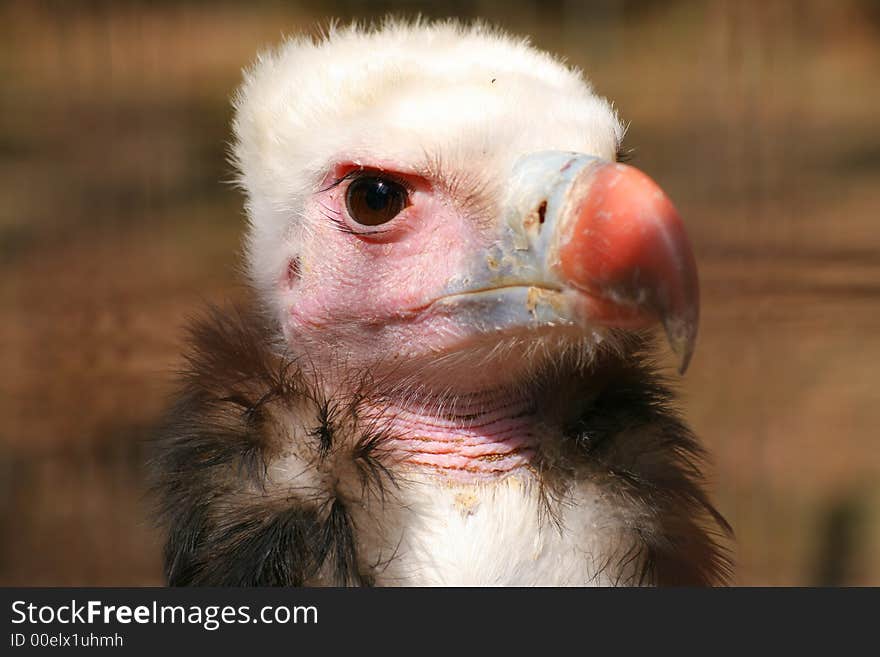 Vulture