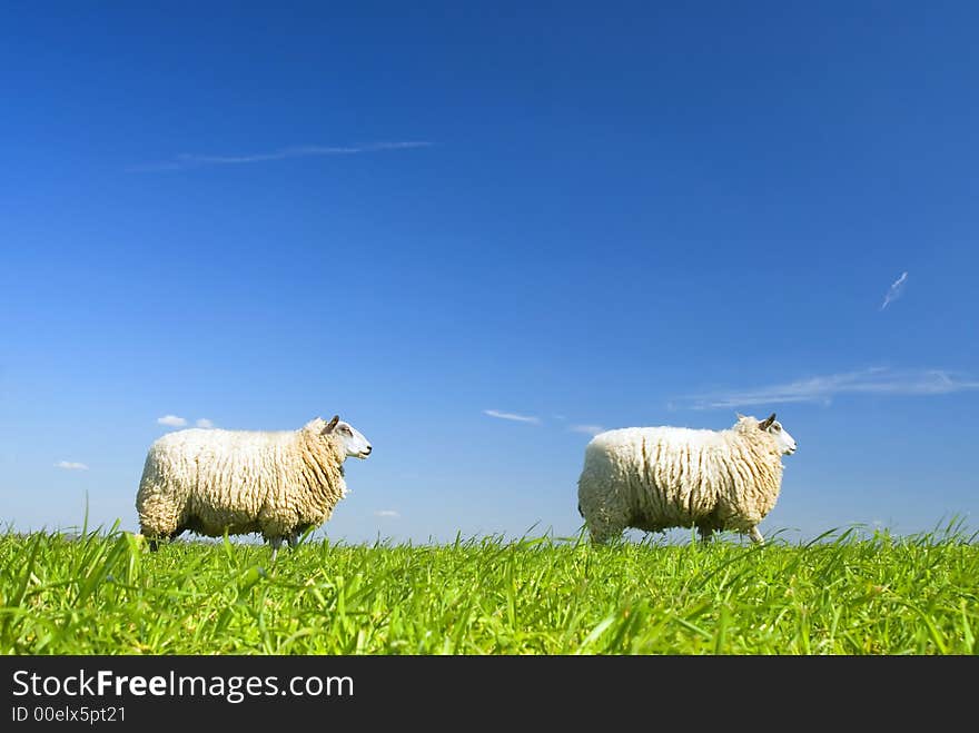 Two Sheep Walking By On Grass