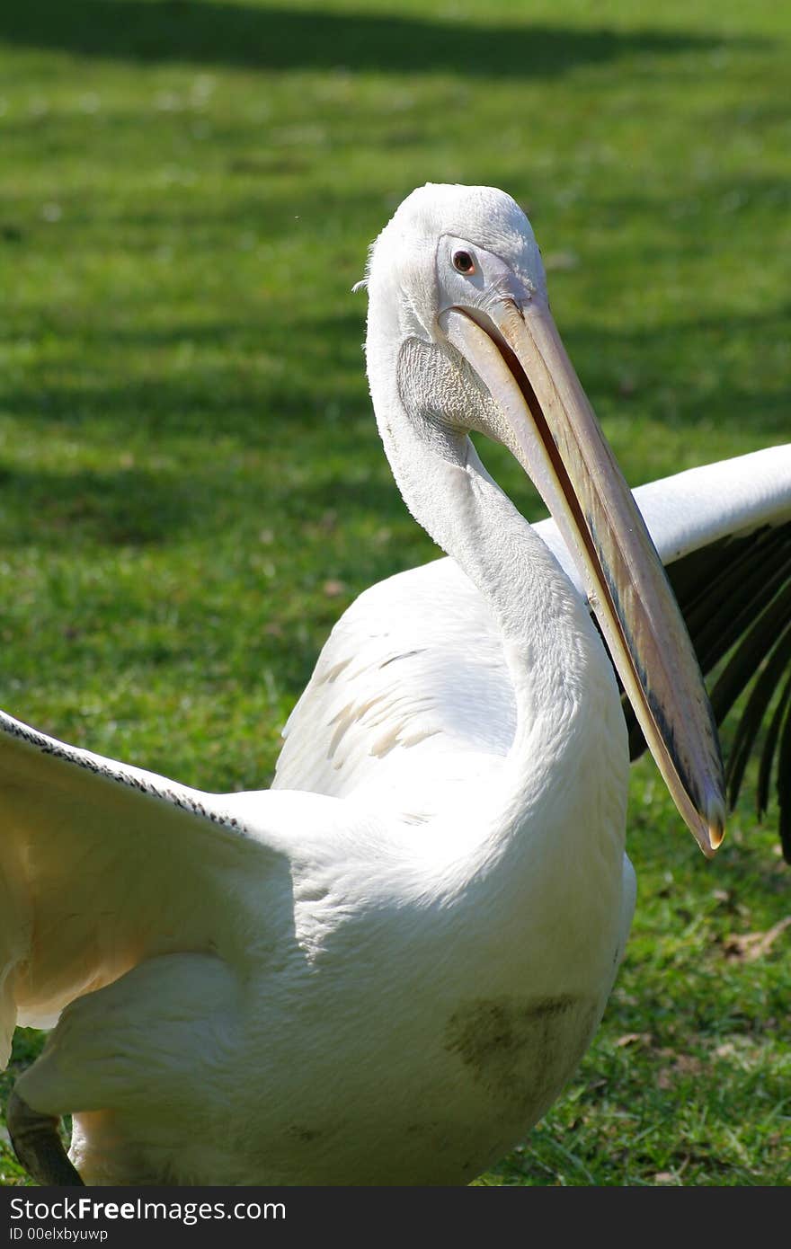 Pelican in a rural environment with outstretched wings