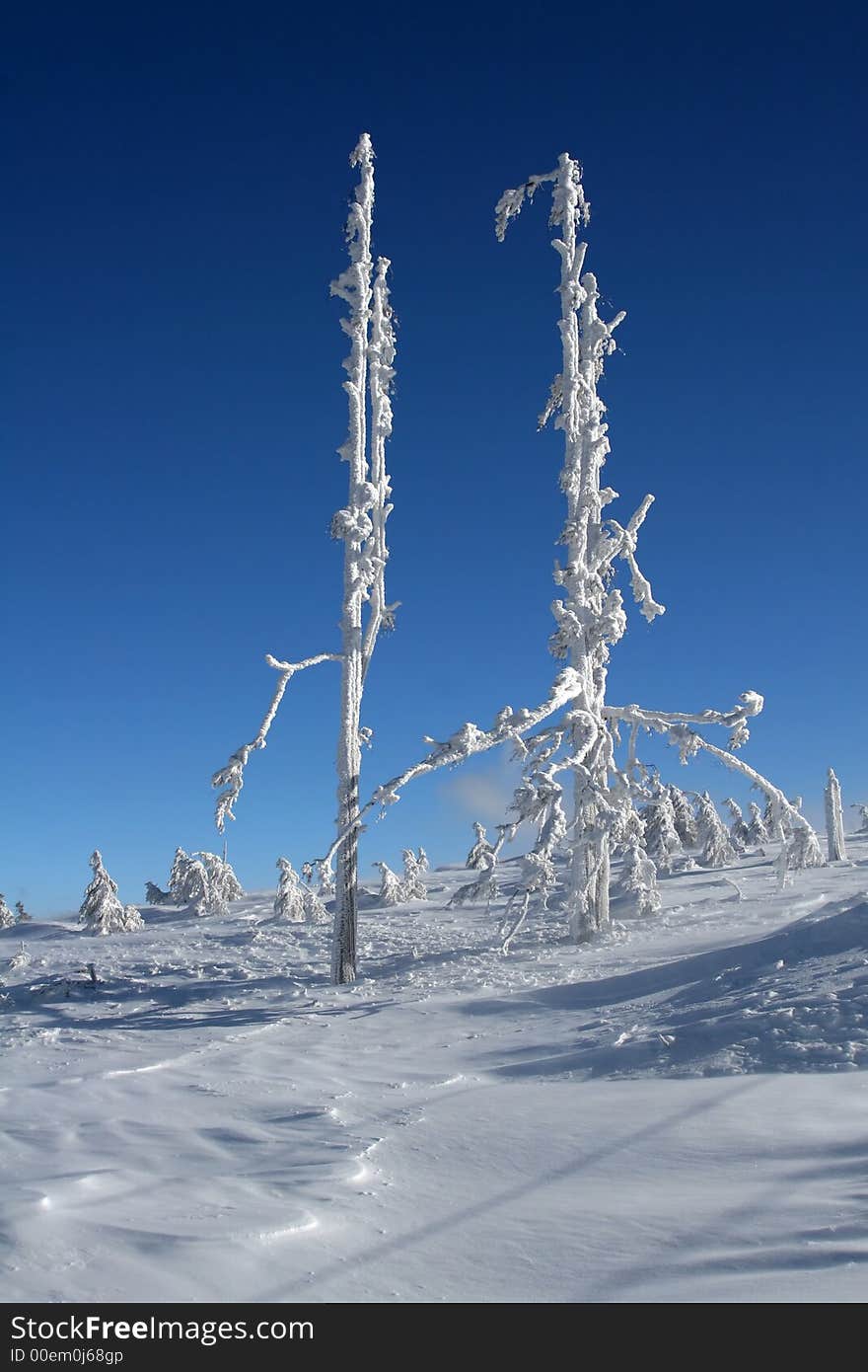 Frozen pines in winter