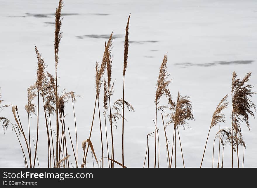 Dry grass on ice background