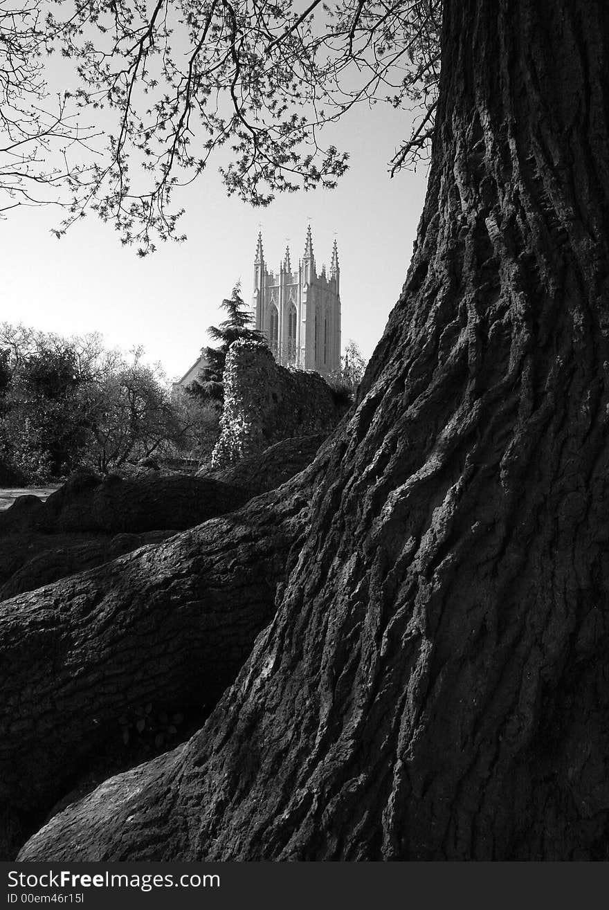 An image of the cathedral at Bury St Edmunds in Suffolk. It was taken from behind an old tree in the Abbey gardens and shows a part of the wall from the ruins of the old Abbey.