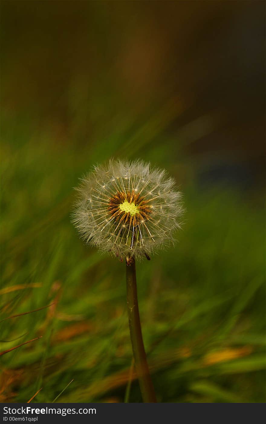 Dandelion seed head up close with blurred background