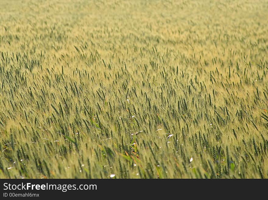 Field of Grain