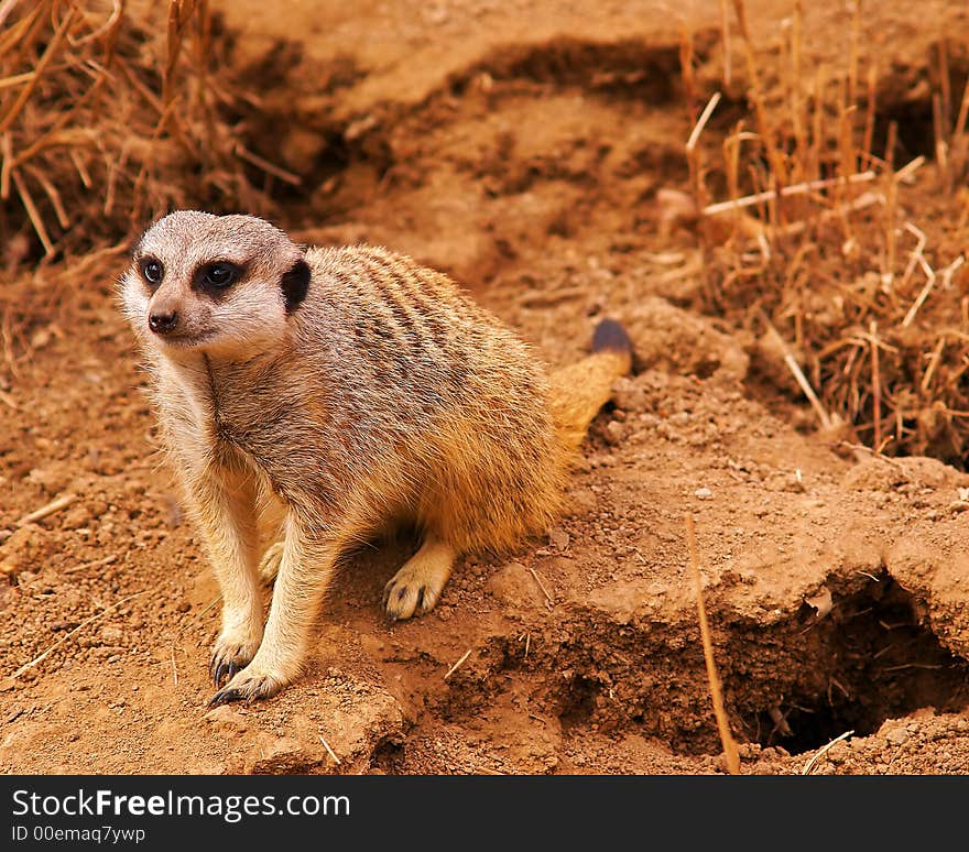 Suricate or meerkat (Suricata suricatta) family, Kalahari, South Africa