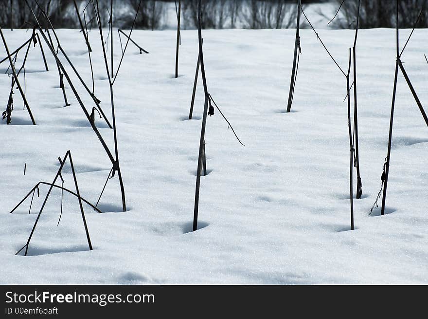 A few plants sticking out of snow. A few plants sticking out of snow