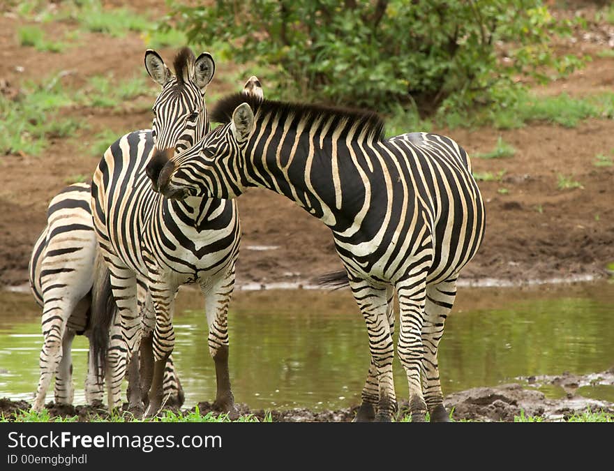 Zebra attempting a stolen kiss