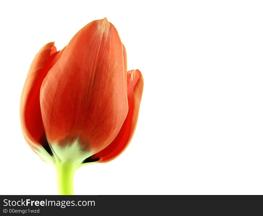 Close up of a red tulip