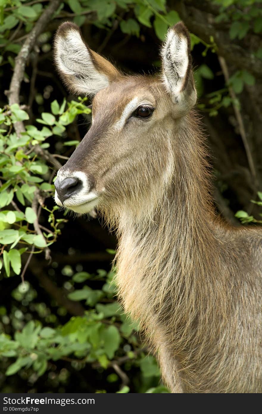 Portrait of a female waterbuck