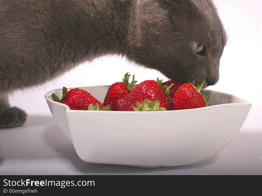 A gray cat curious about a bowl of red strawberries against a white background. A gray cat curious about a bowl of red strawberries against a white background