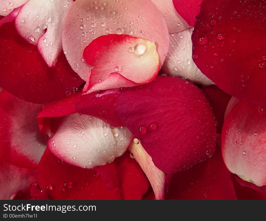 Pink and red rose petal background represent peace, love and relaxation. Pink and red rose petal background represent peace, love and relaxation.