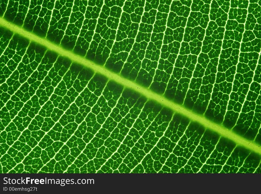 Green Leaf Fibres Texture Image. Green Leaf Fibres Texture Image