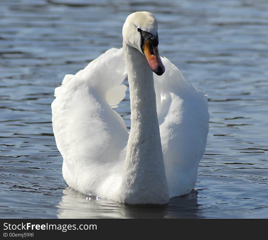 Beautiful swan swimming at viewer