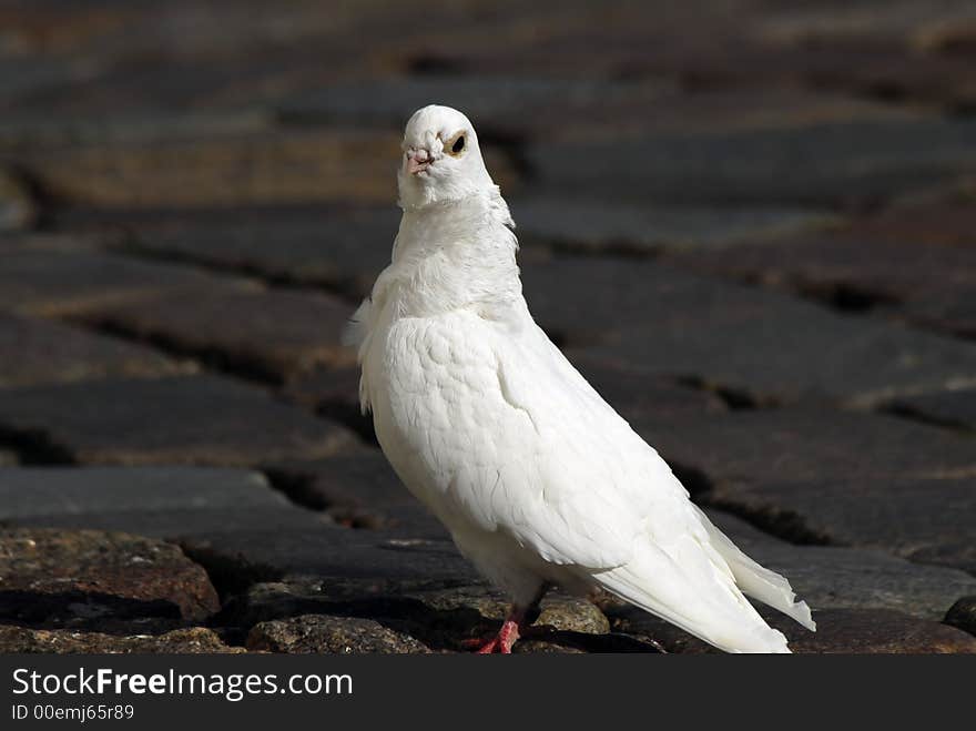 White dove