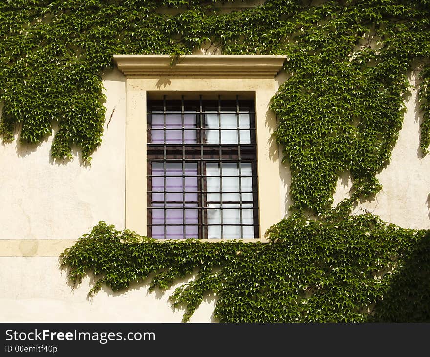 Ivy window