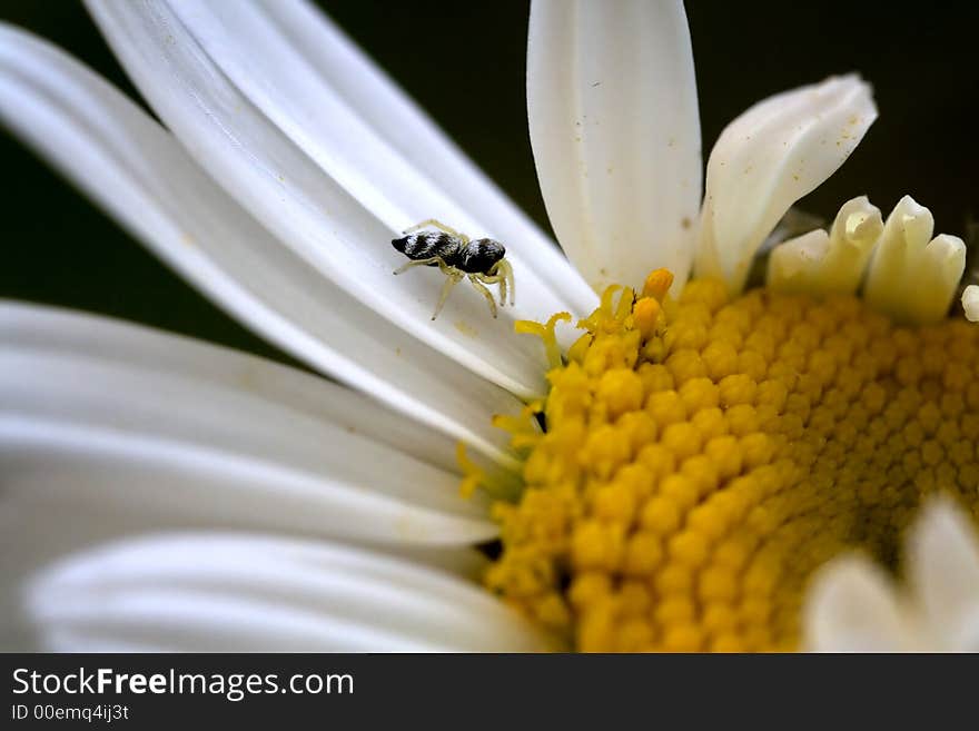 Small spider in the Daisy Wheel, extreme macro.