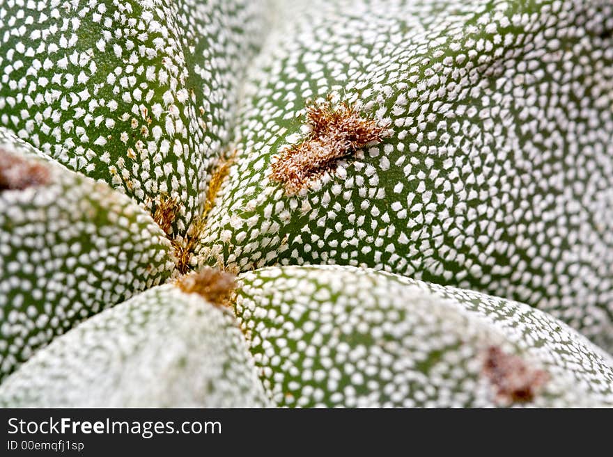 Vegetable detail is a extreme macro of a fat plant. Vegetable detail is a extreme macro of a fat plant