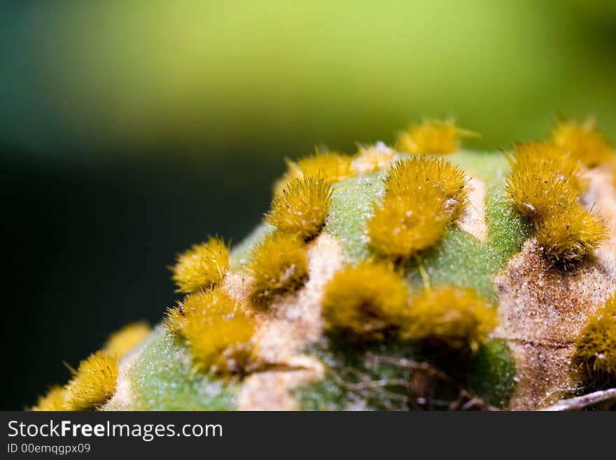 Vegetable detail is a extreme macro of a fat plant. Vegetable detail is a extreme macro of a fat plant