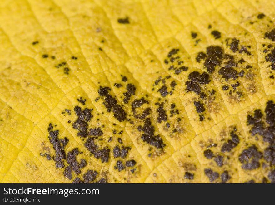 A Dead Leaf with the yellow color of the dead