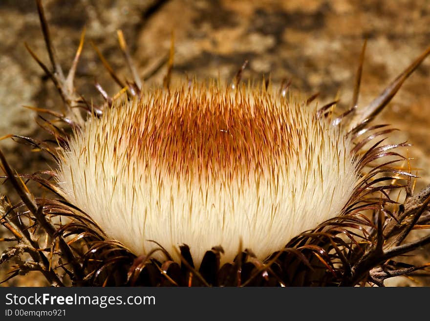 Dead flower with a white seeds. Extreme macro.