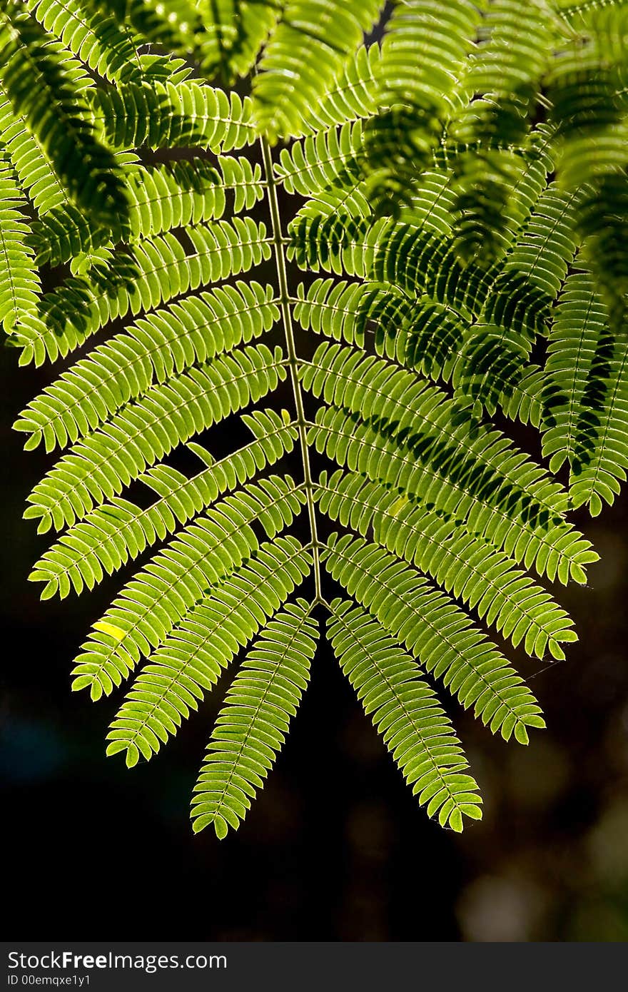 Leaf In Backlight