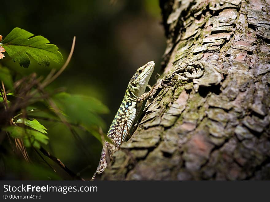 A lizard rising on the trunk of the wood. A lizard rising on the trunk of the wood