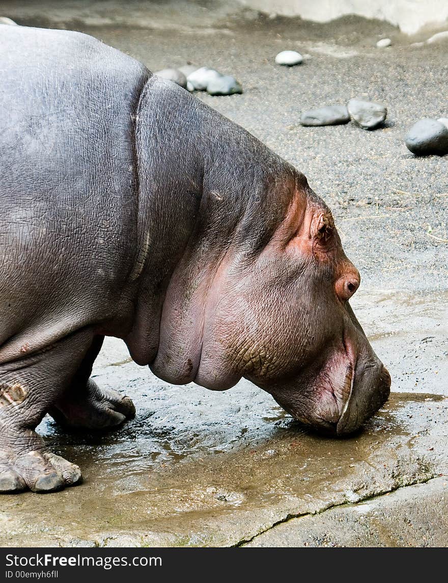 Hippopotamus Drinking 2