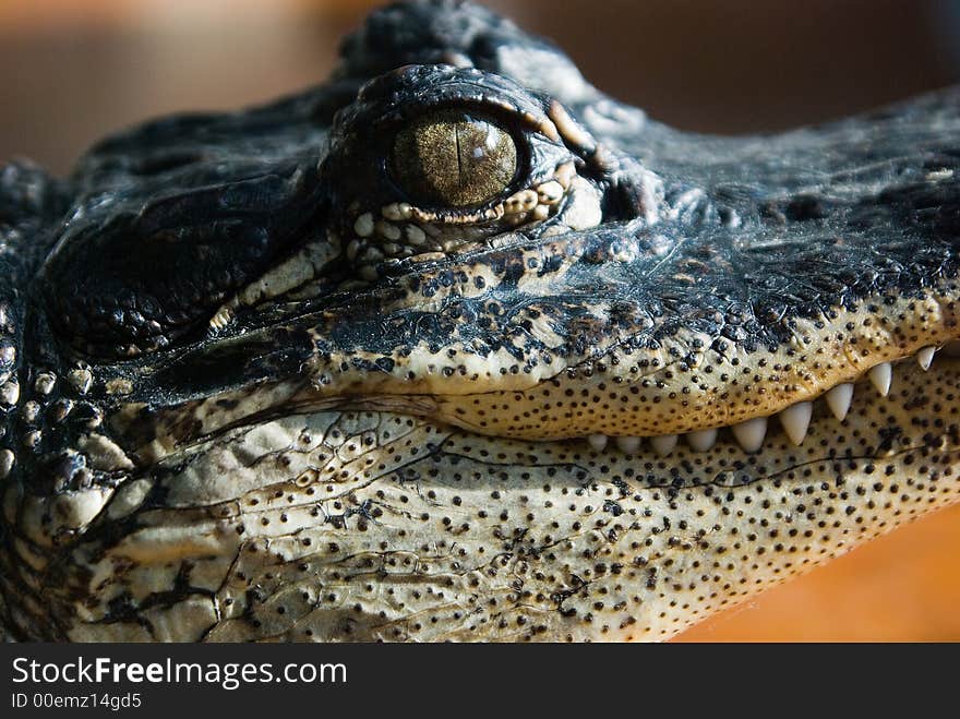 A portrait of an alligator (from the side). A portrait of an alligator (from the side).