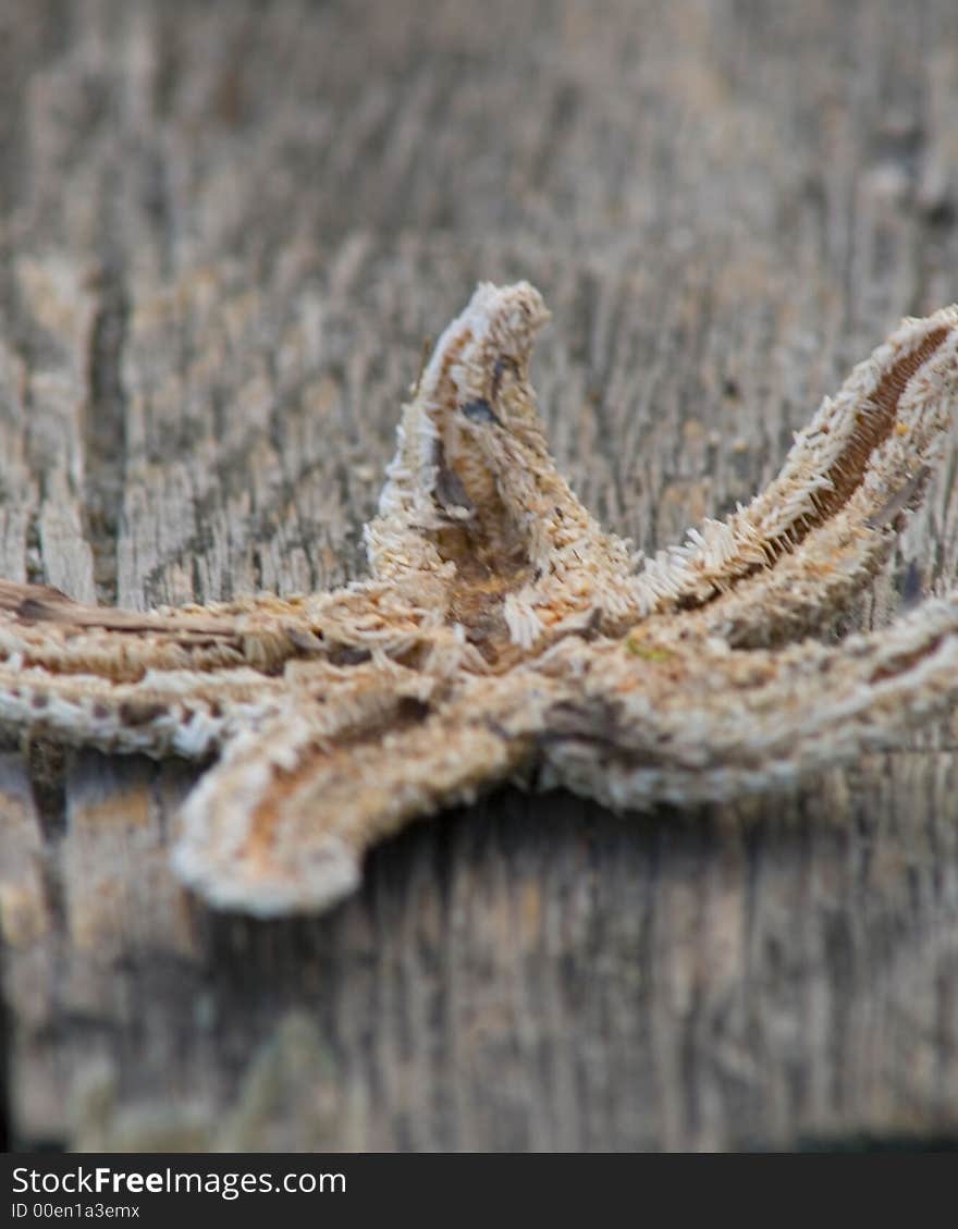 dried starfish on pier