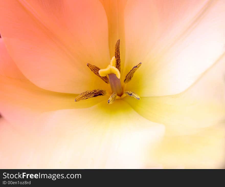 Close-up photo of white-yellow tulip in natural light. Close-up photo of white-yellow tulip in natural light