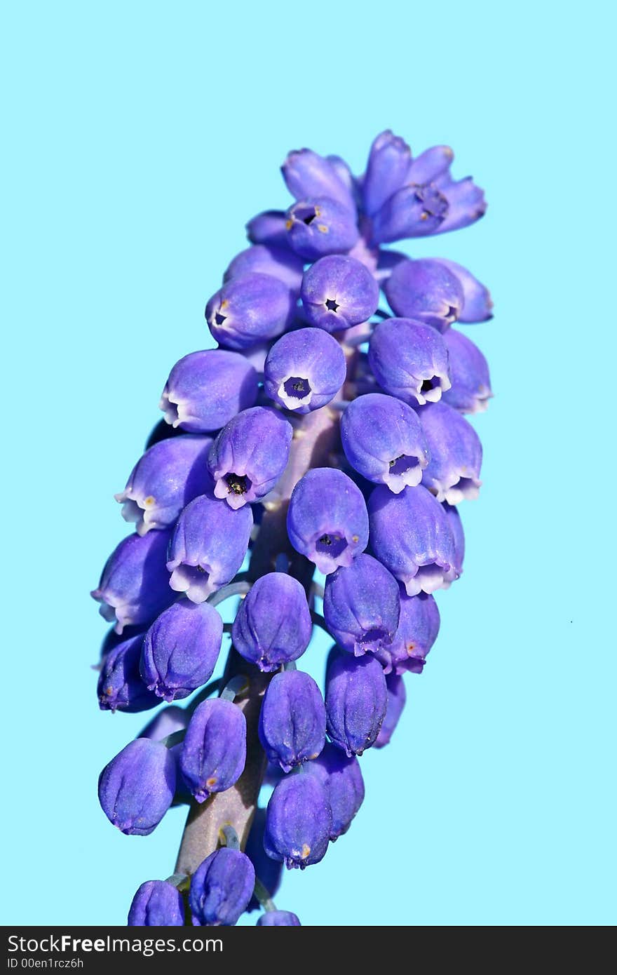 Close-up photo of blue spring flower (in Scandinavia)