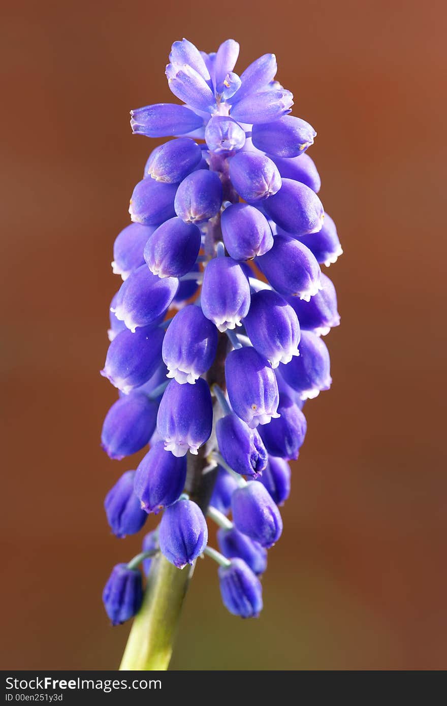 Close-up photo of blue spring flower (in Scandinavia)