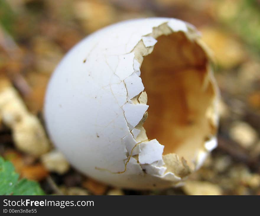 A hatched egg in the forest. A hatched egg in the forest