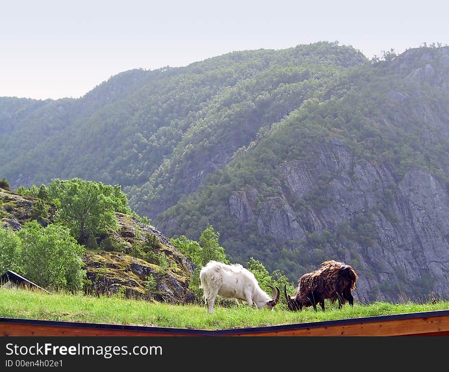 Goats on a roof 02