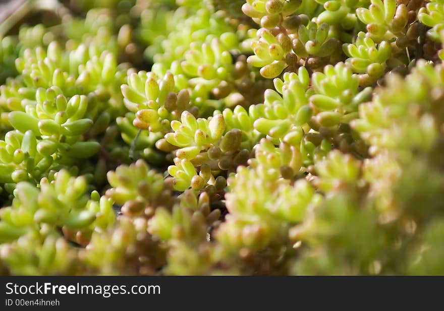 Mountain plant closeup, spring scenery. Mountain plant closeup, spring scenery