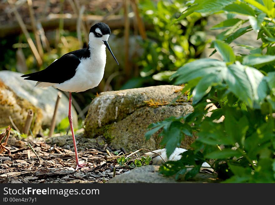 Black-necked Stilt