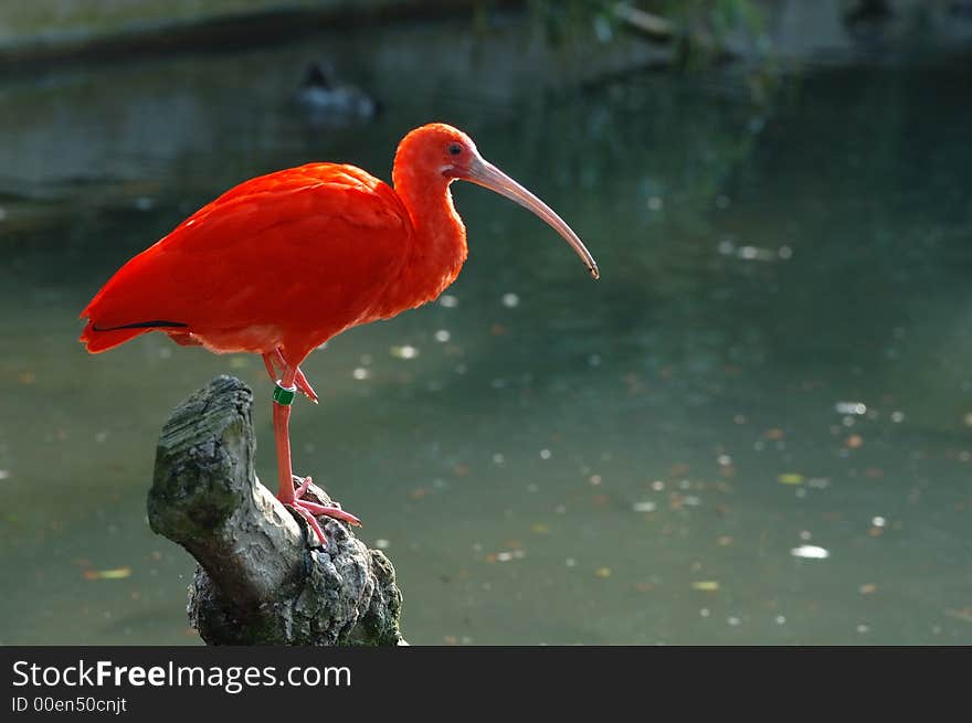 A Scarlet Ibis on a trunk - very, very red !