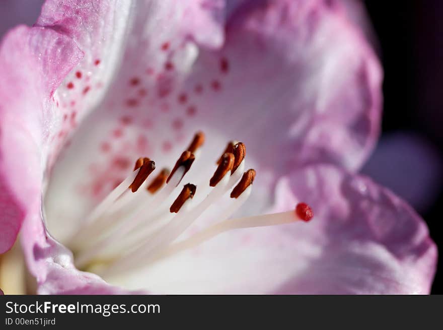 A quite abstract macro picture of a pink rhododendron bloom. A quite abstract macro picture of a pink rhododendron bloom.