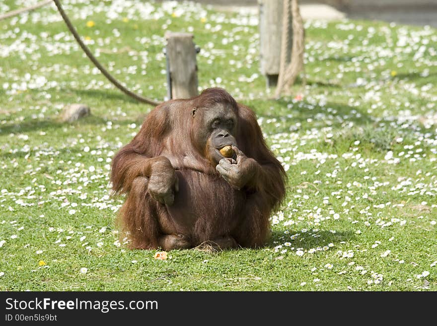 Funny monkey eating a snak. Funny monkey eating a snak