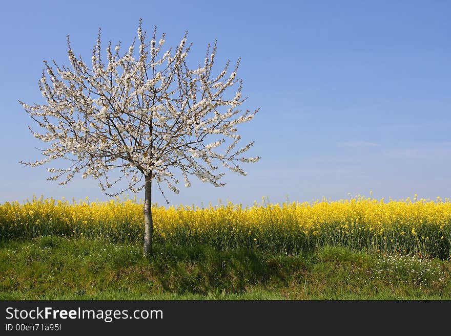 Apple tree in blossom beside a rape field (horizontal). Apple tree in blossom beside a rape field (horizontal)